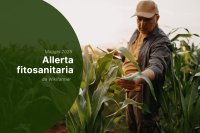Allerta fitosanitaria - Maggio 2025